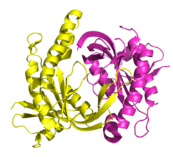 A humán sGC-1 katalitikus része (PDB: 3uvj)