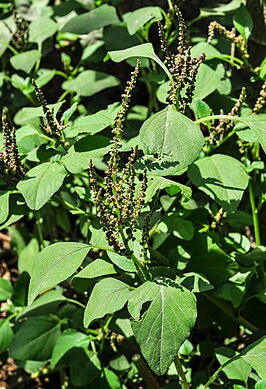 Amaranthus viridis