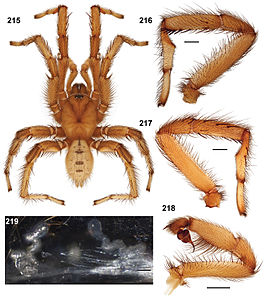 Aptostichus serrano