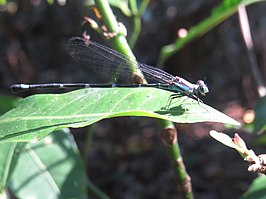 Argia leonorae