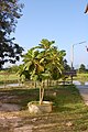 Artocarpus altilis