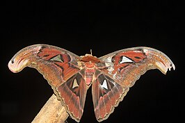 Attacus erebus