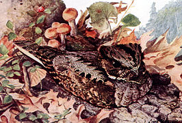 Whippoorwill