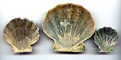 Chesapecten Jeffersonius, Inside