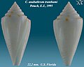 Conus anabathrum tranthami Petuch, E.J., 1995