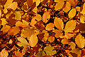 Sonbaharda bir kayın türü olan Fagus sylvatica yaprakları.
