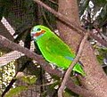 Double-eyed Fig Parrot at Brisbane Forest Park, Brisbane, Queensland, Australia