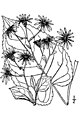 Bigleaf aster