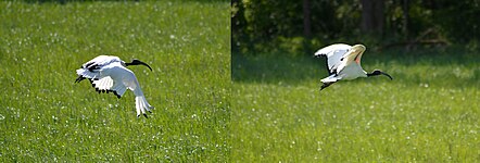 Bewegung des Ibis im Flug, nachdem dieser vom Boden gestartet ist.