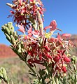 Gaura coccinea