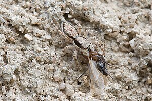 Jumping spider with captured Ant