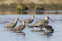 A Long-billed Dowitcher, two Short-billed Dowitchers, a Hudsonian Godwit and a Stilt Sandpiper in the high marsh.