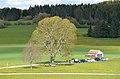 ND 1 Linde, Ziegelhütte (Weggabel) Obernheim