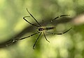 Giant Wood Spider (Nephila Maculata)