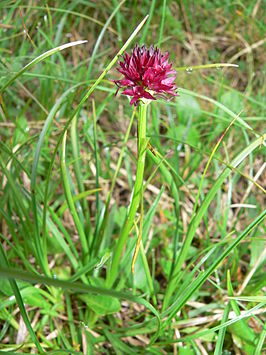 Gymnadenia austriaca