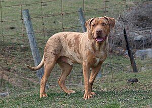 Catahoula Bulldog