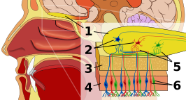 Menselijk reukorgaan 1. Reukkolf 2. Mijtercellen 3. Bot 4. Neusslijmvlies 5. Glomerulus (reuk) 6. Reukreceptor