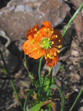 Papaver californicum