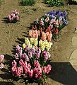 Kollektion von Züchtungen im Botanischen Garten Prag (2010)