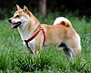 Shiba inu (Japonia)