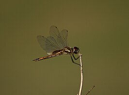 Tramea darwini