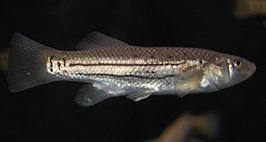 Fundulus majalis