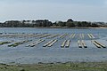 Austernbänke auf der Insel Île d’Arz