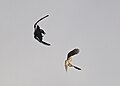 Sparrowhawk in duel with crow