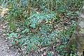 Bowenia serrulata growing in transition forest near Byfield, in the Capricornia region of Queensland, Australia