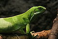 Iguana St. Louis Zoo