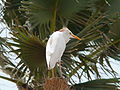 Kuhreiher Cattle Egret