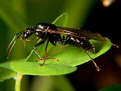 Camponotus pennsylvanicus; gevleugeld mannetje