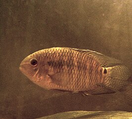 Cichlasoma dimerus