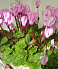 Cyclamen