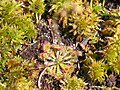 Drosera capillaris since 28.01.2014