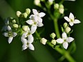 Galium saxatile: detail, Photo by Kristian Peters