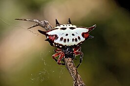 Gasteracantha sanguinolenta