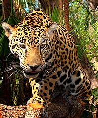 Arjantin’in kuzeyinde yaşayan jaguar