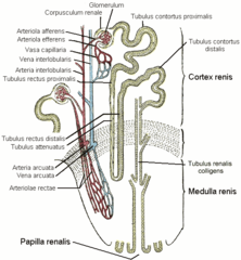 Ilustracja