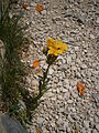 Linum flavum