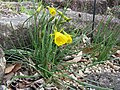 Blüten von Narcissus bulbocodium