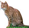 Ocicat