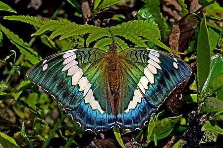 Dorsal view