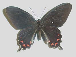 Parides montezuma