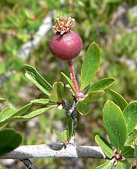 Peraphyllum ramosissimum 2