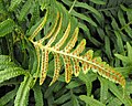 Polypodium californicum