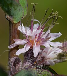 Many petaled lavender flower with dark stamens standing well up from the flower's center