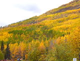 Individuele klonen kunnen in de herfst ontdekt worden zoals te zien is op deze berghelling in Alaska