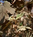 Rubus clinocephalus