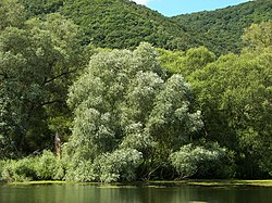 Τα δένδρα είδους Salix alba ή Ιτέα η λευκή στην ακτή μιας λίμνης, Ρηνανία-Παλατινάτο, Γερμανία.